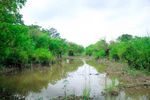 সিলেট কৃষি বিশ্ববিদ্যালয়