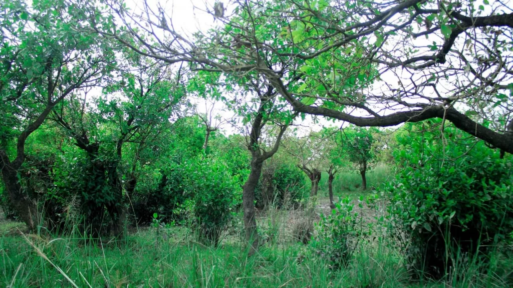 সিলেট কৃষি বিশ্ববিদ্যালয়